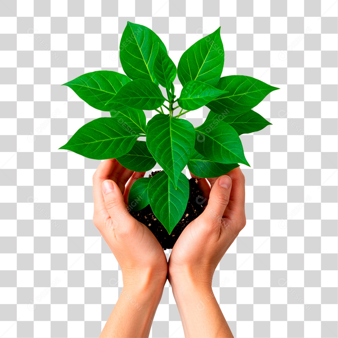 Mão Segurando Planta PNG Transparente