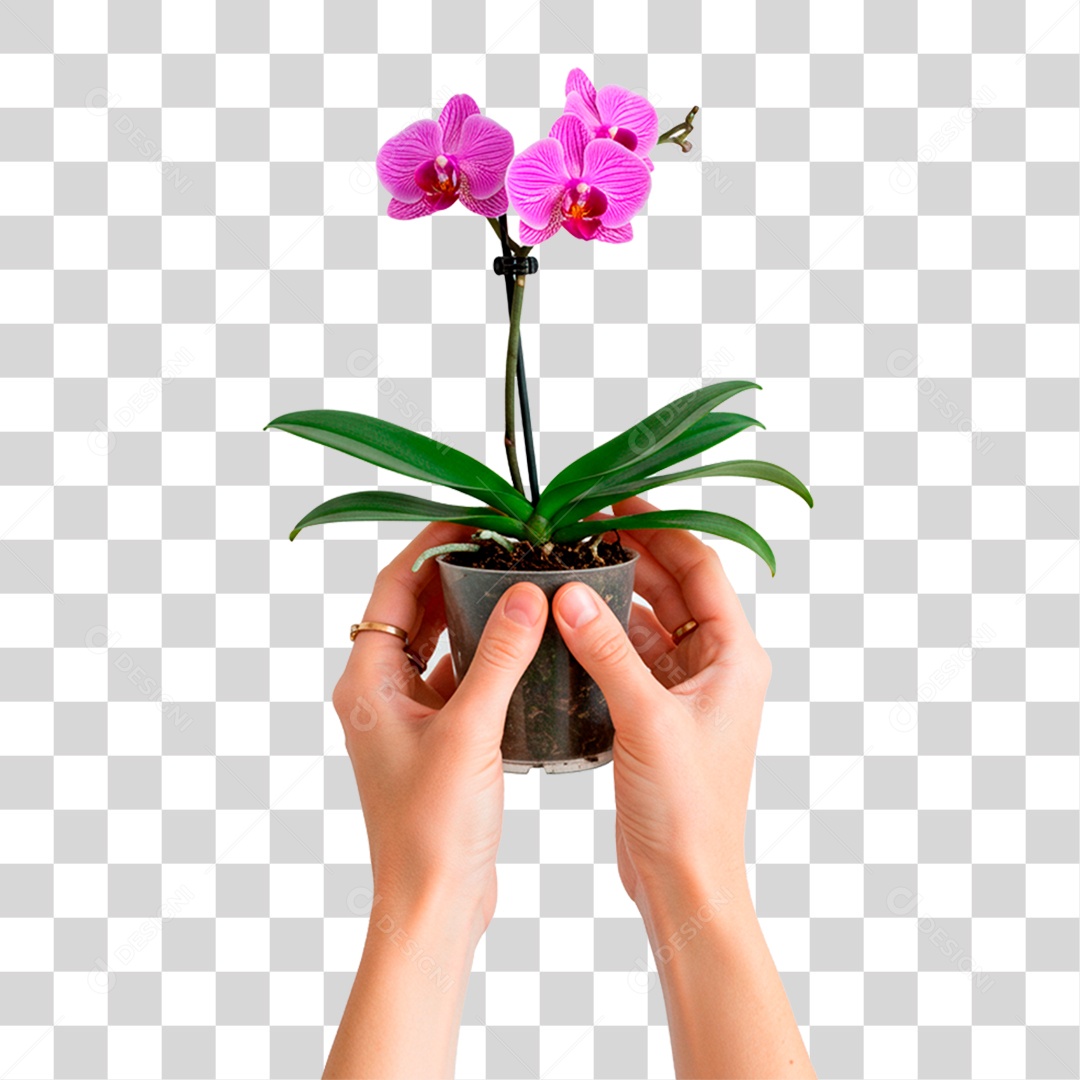 Mão Segurando Planta PNG Transparente