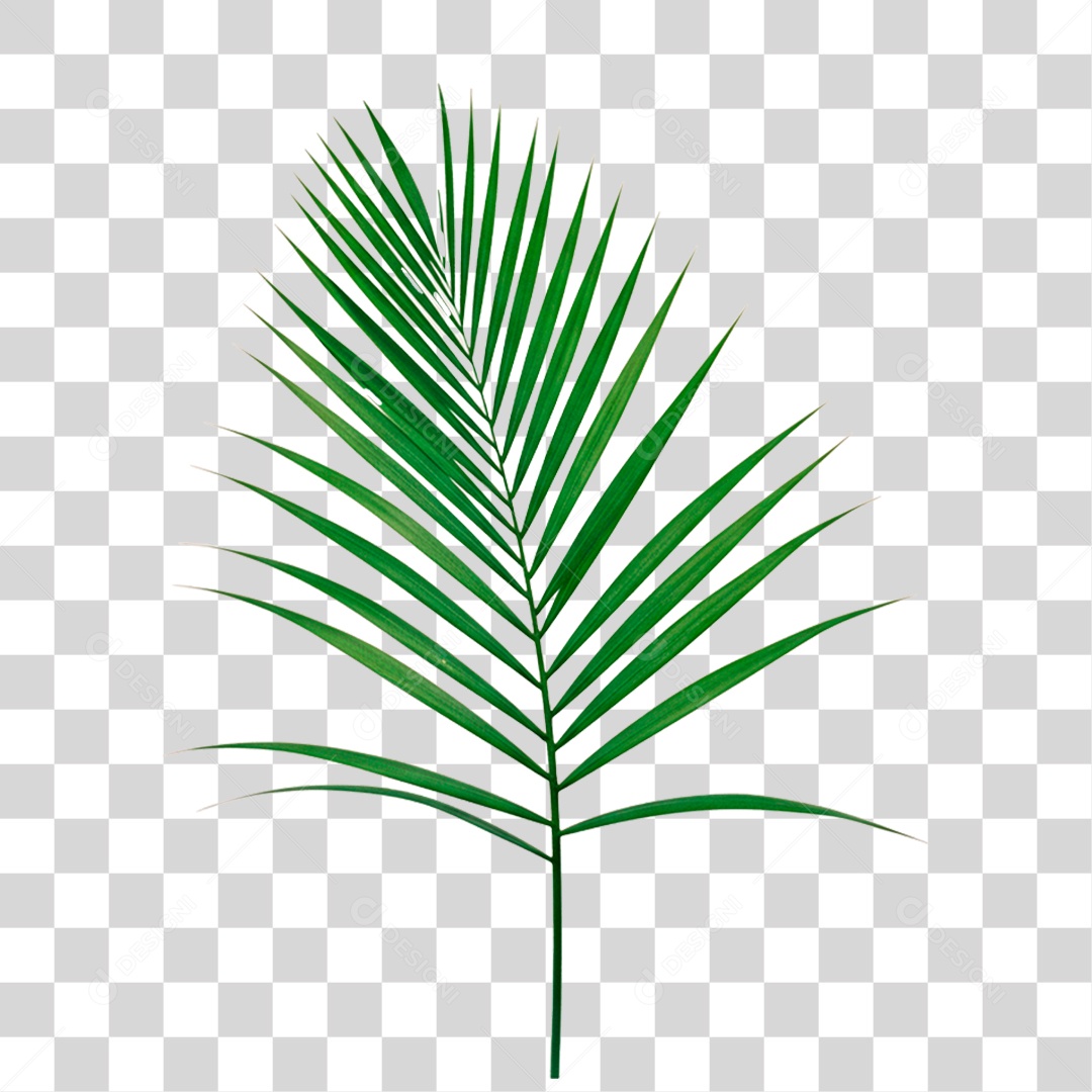 Palha Verde PNG Transparente