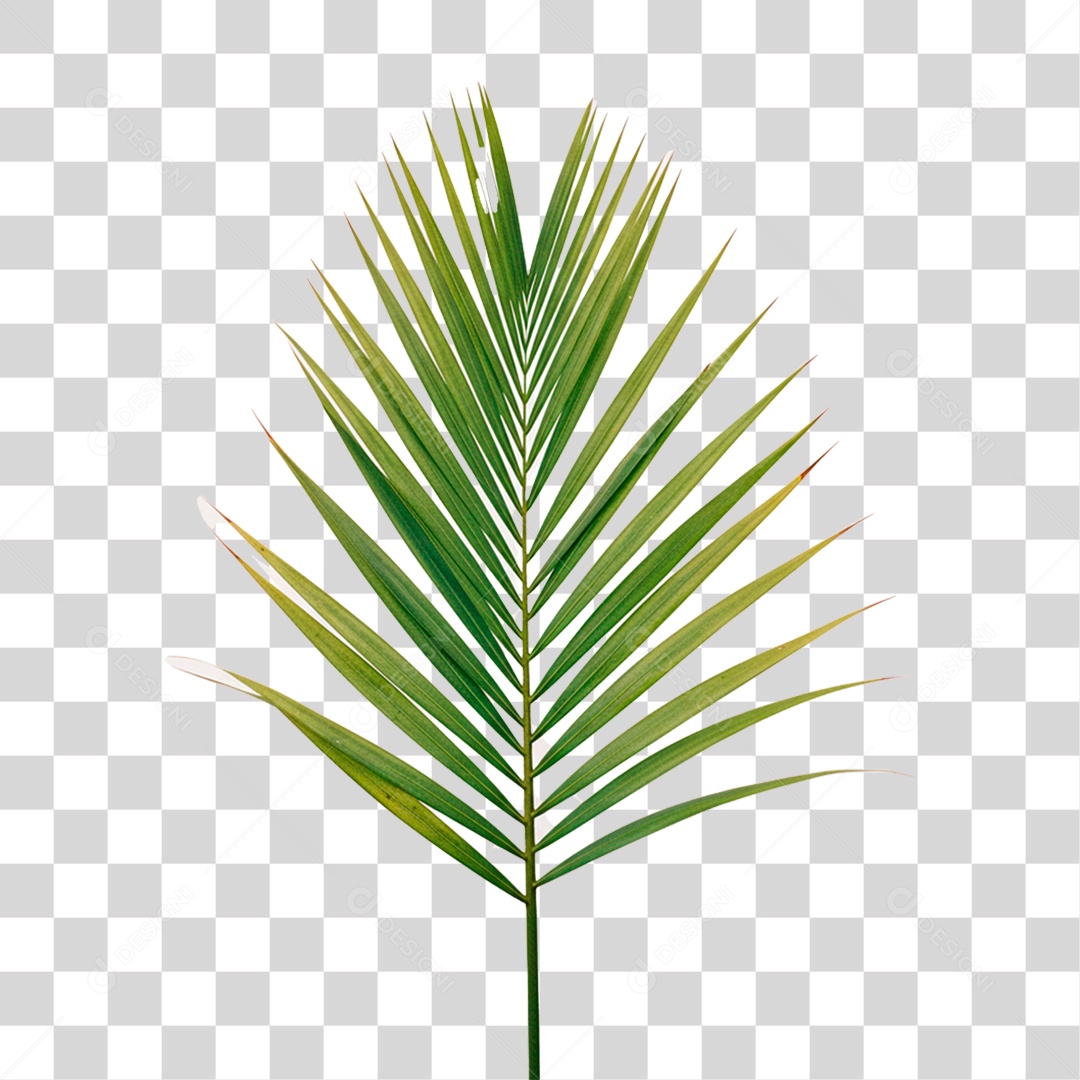 Palha Verde PNG Transparente