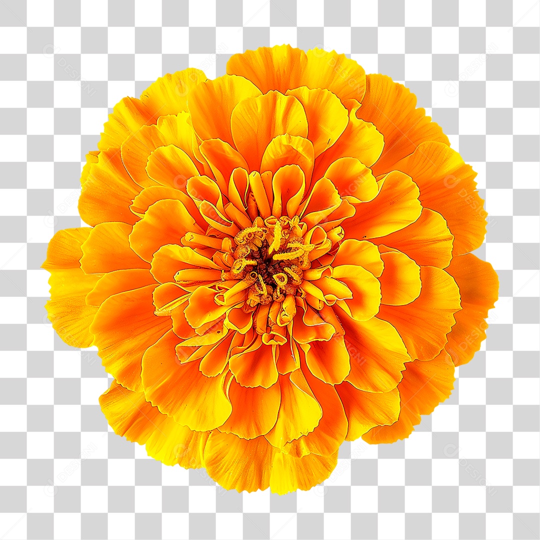 Flor Amarela Planta Galho Pétalas Folha PNG Transparente