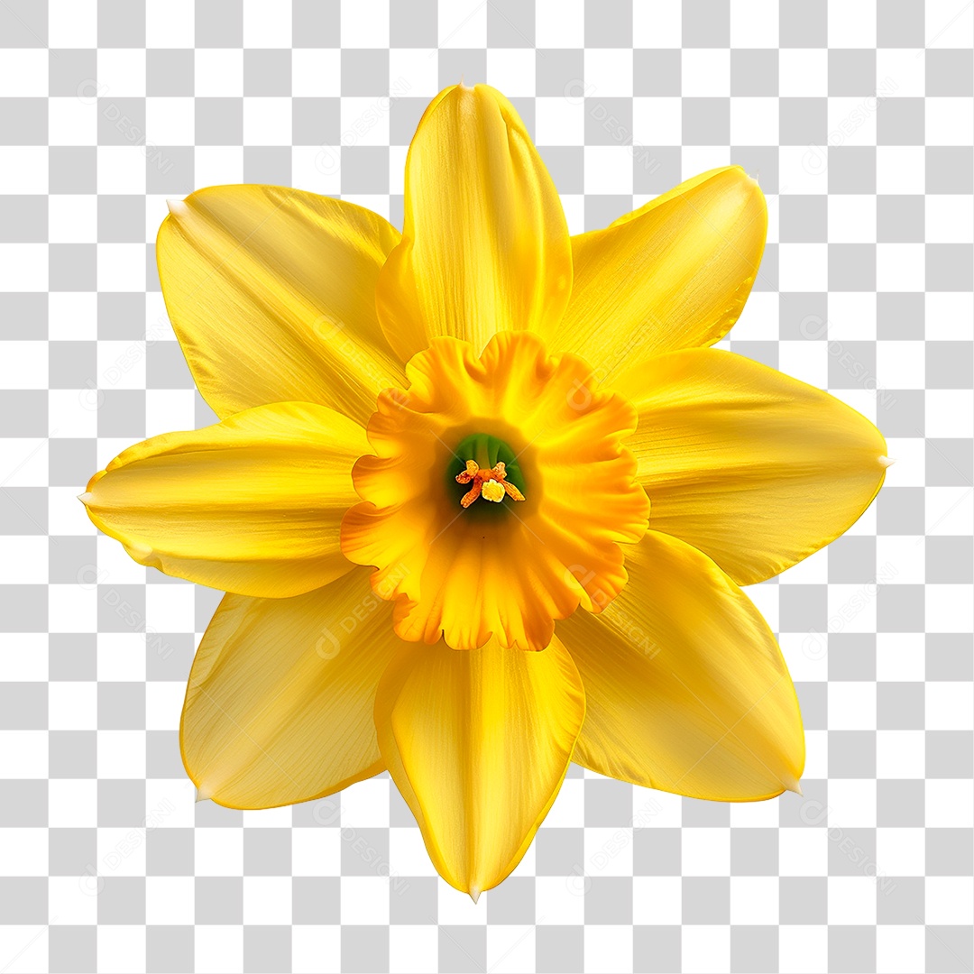 Flor Amarela PNG Transparente