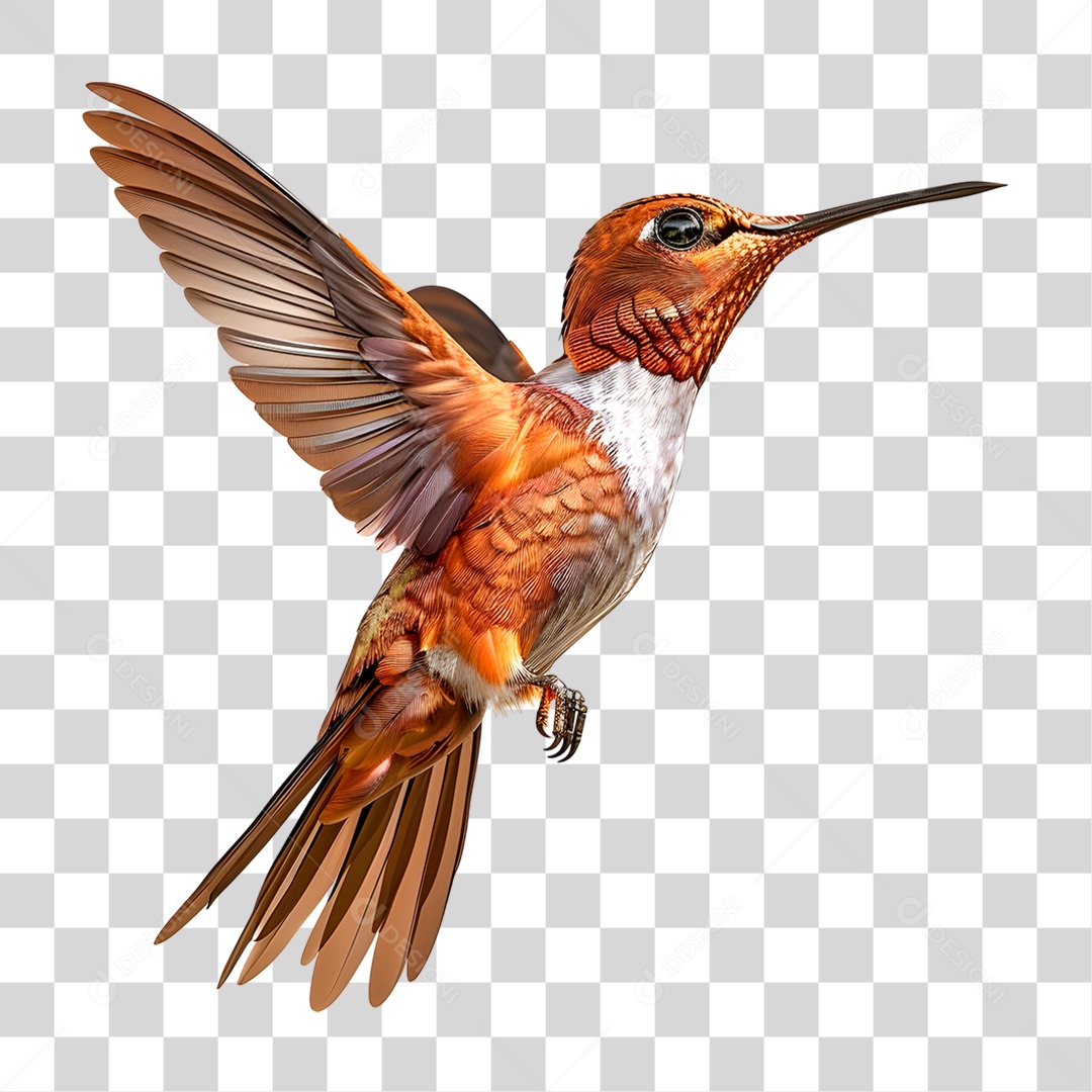 Beija-flor PNG Transparente