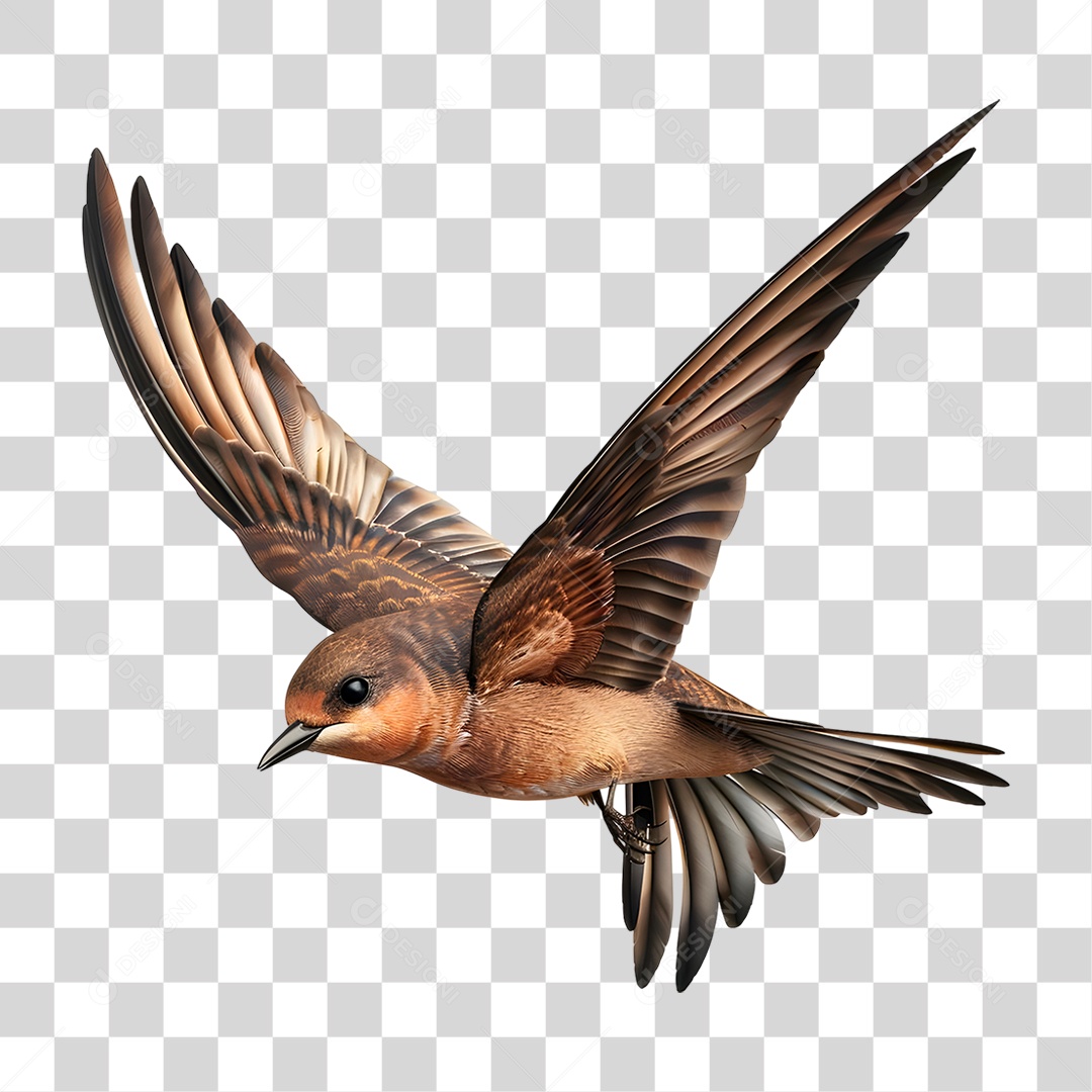 Andorinha PNG Transparente