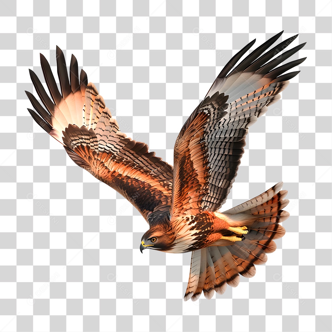 Falcão PNG Transparente