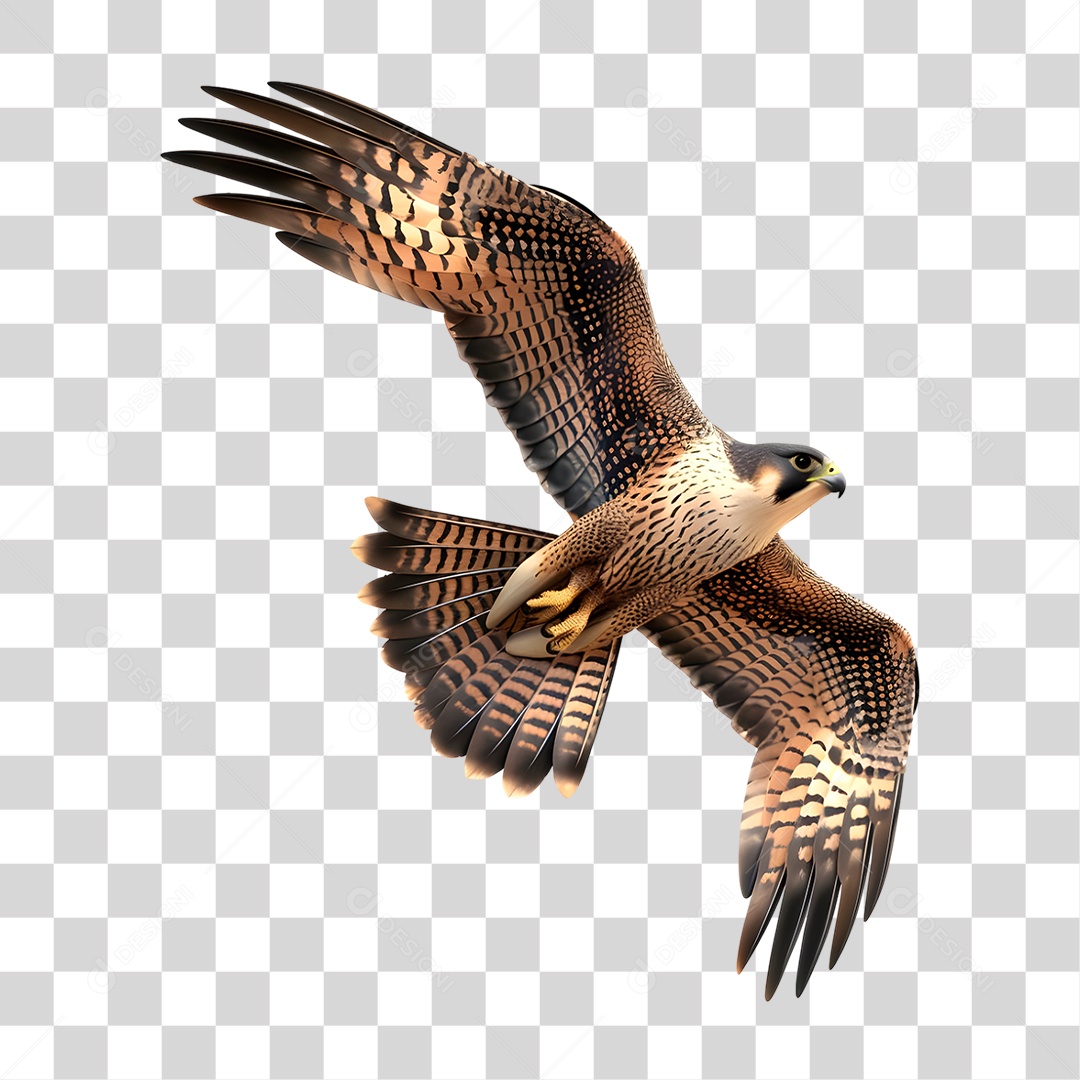Falcão PNG Transparente
