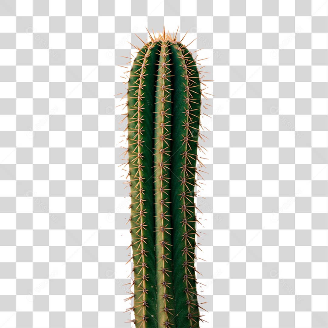 Cacto PNG Transparente