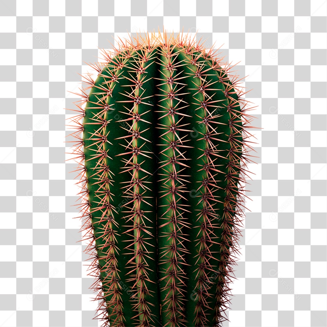 Cacto PNG Transparente