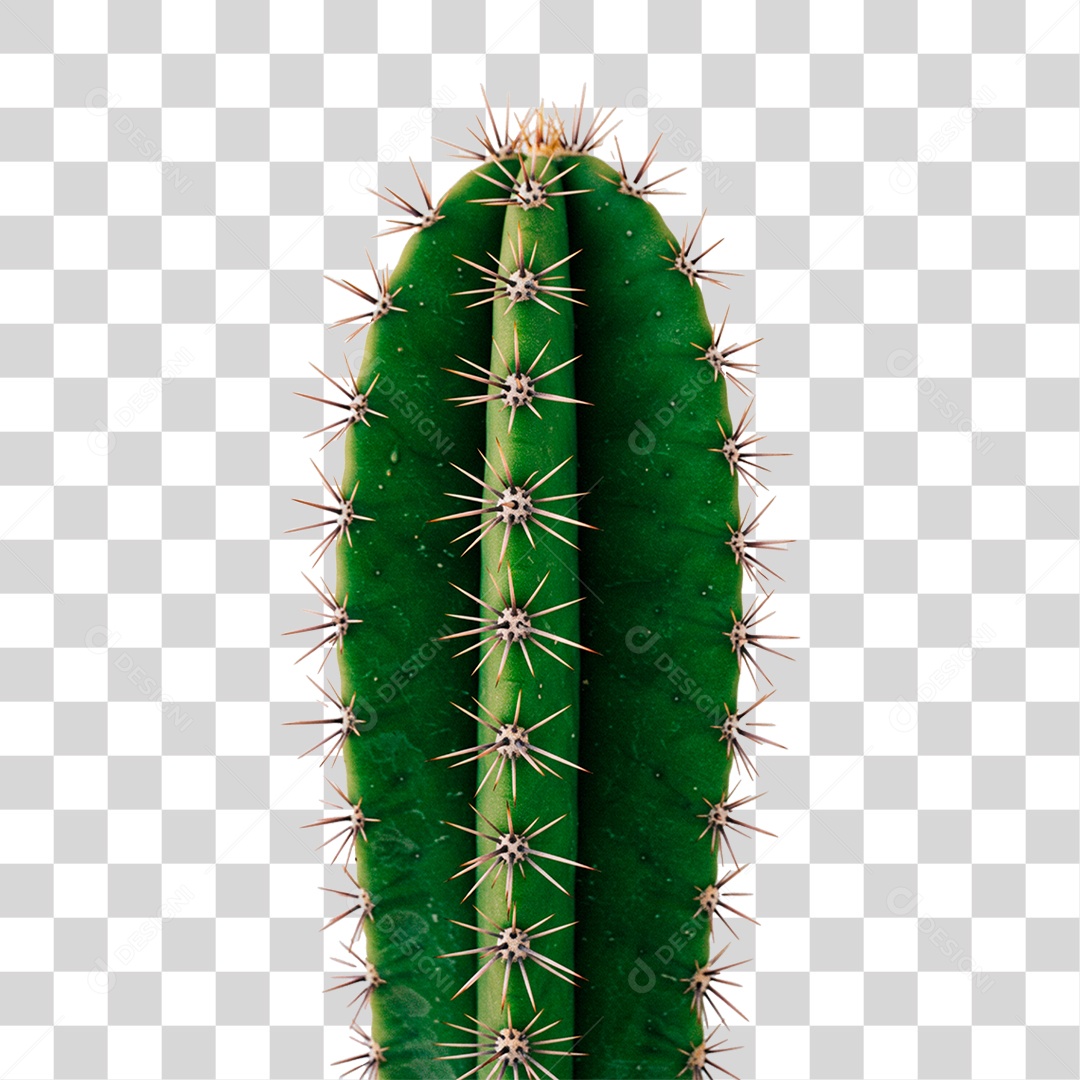 Cacto PNG Transparente