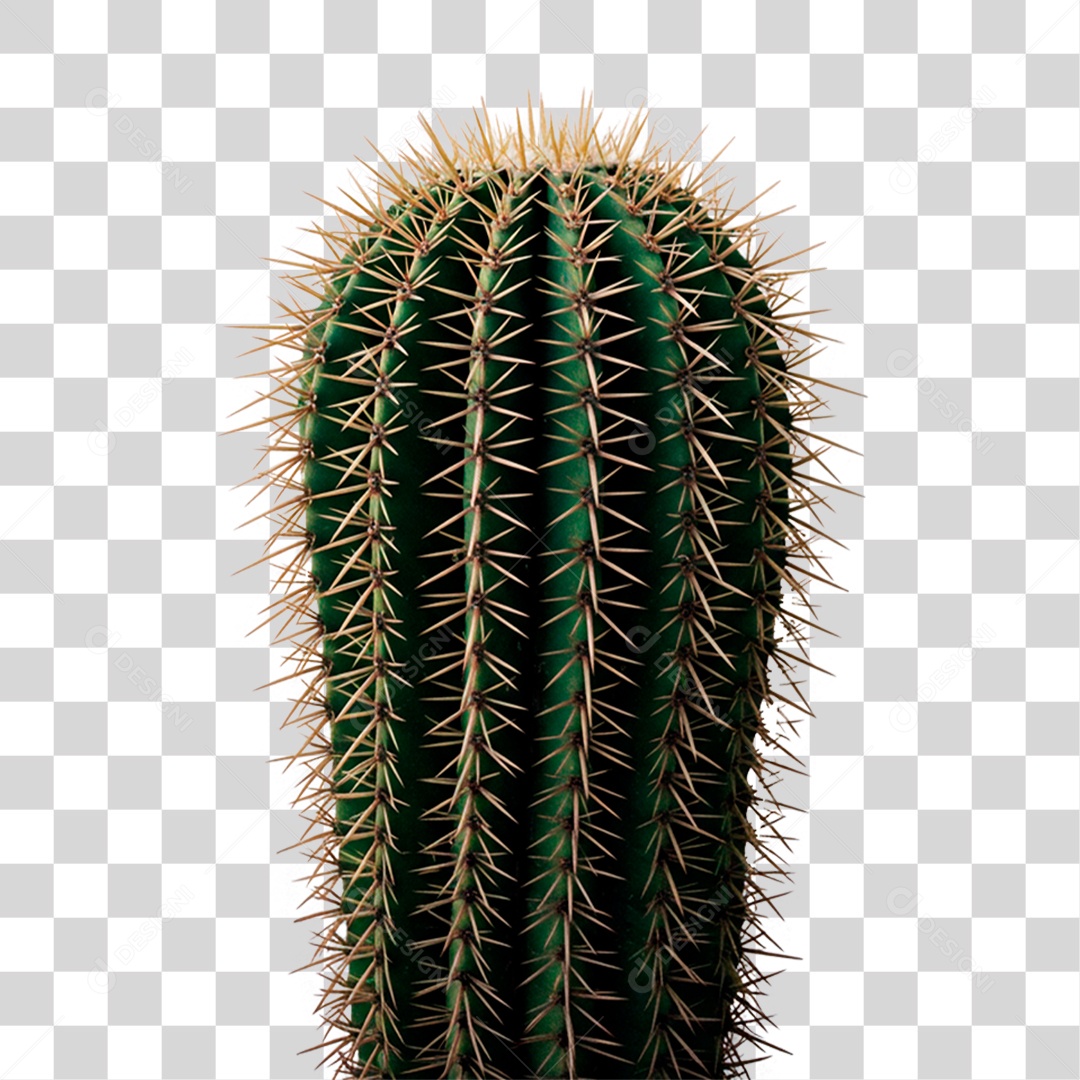 Cacto PNG Transparente
