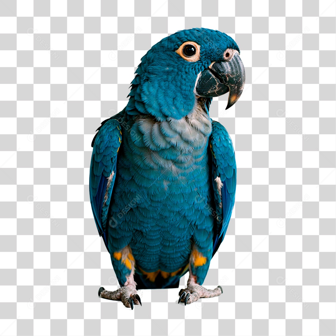 Arara Azul PNG Transparente