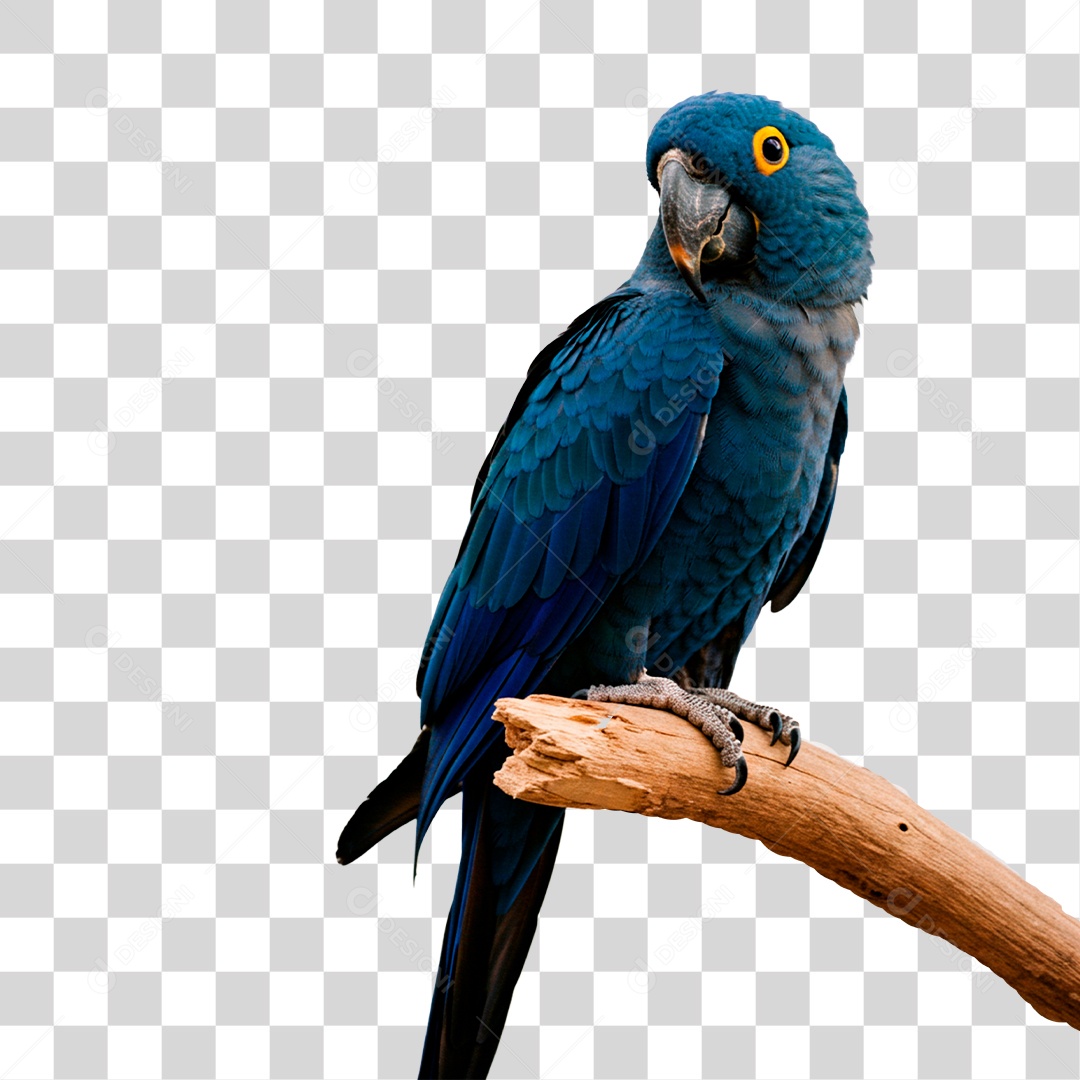 Arara Azul PNG Transparente