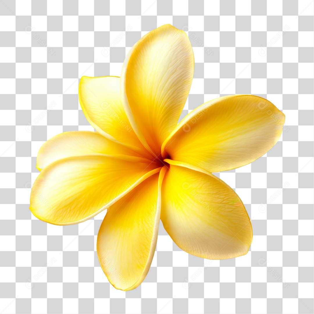 Flor Amarela PNG Transparente