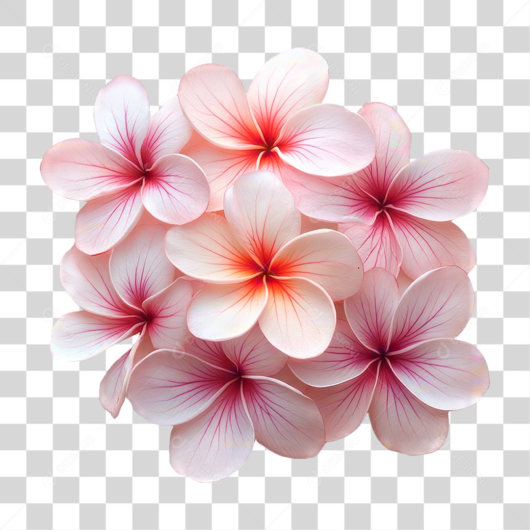 Flor Rosa PNG Transparente