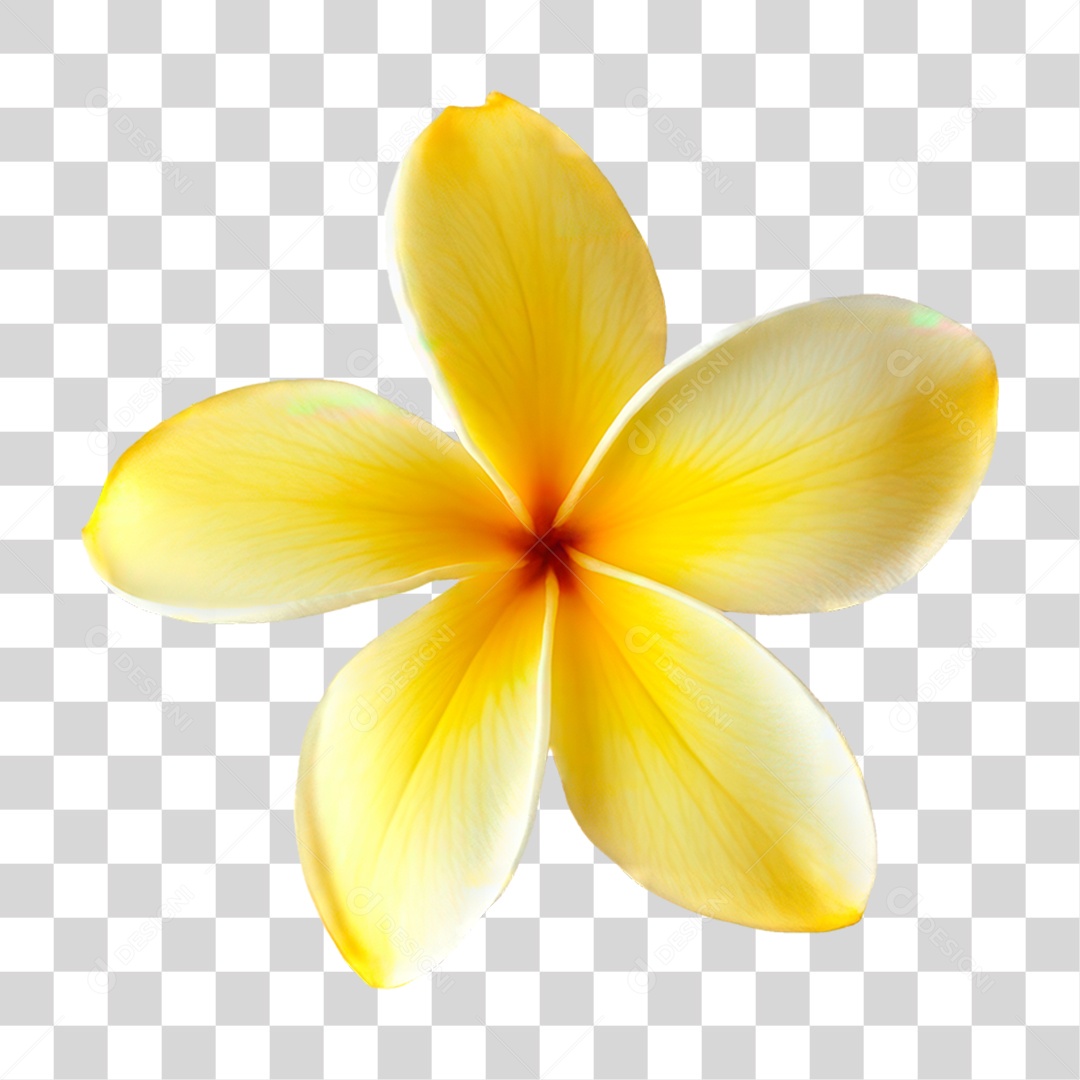 Flor Amarela PNG Transparente
