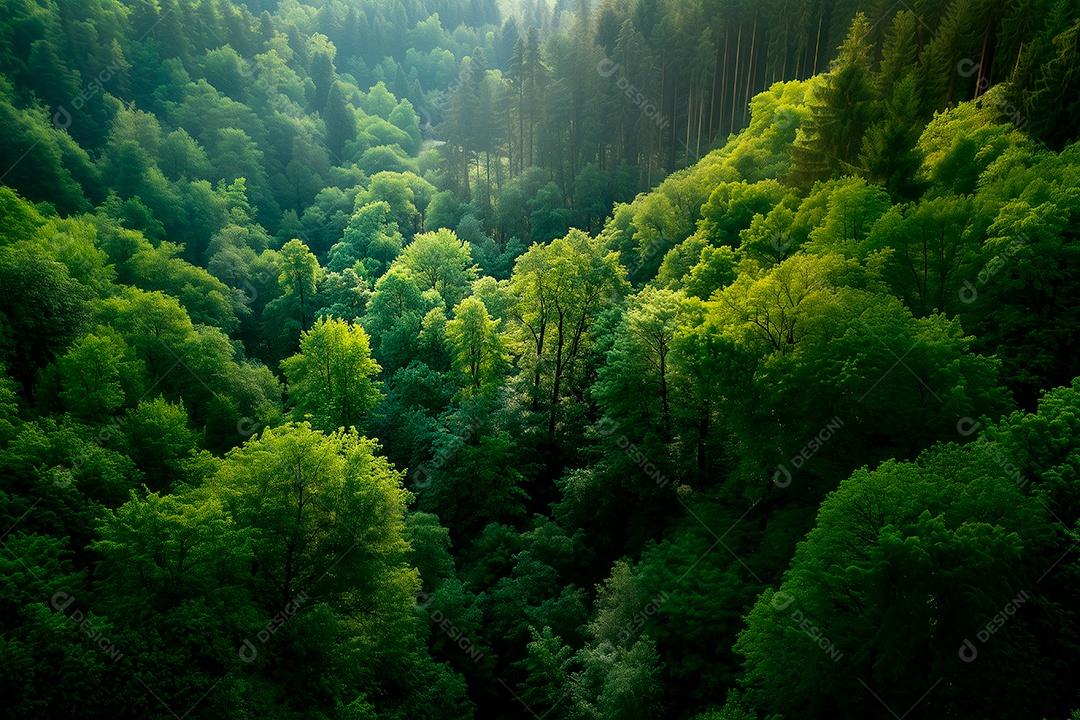 Bela foto de floresta majestosa