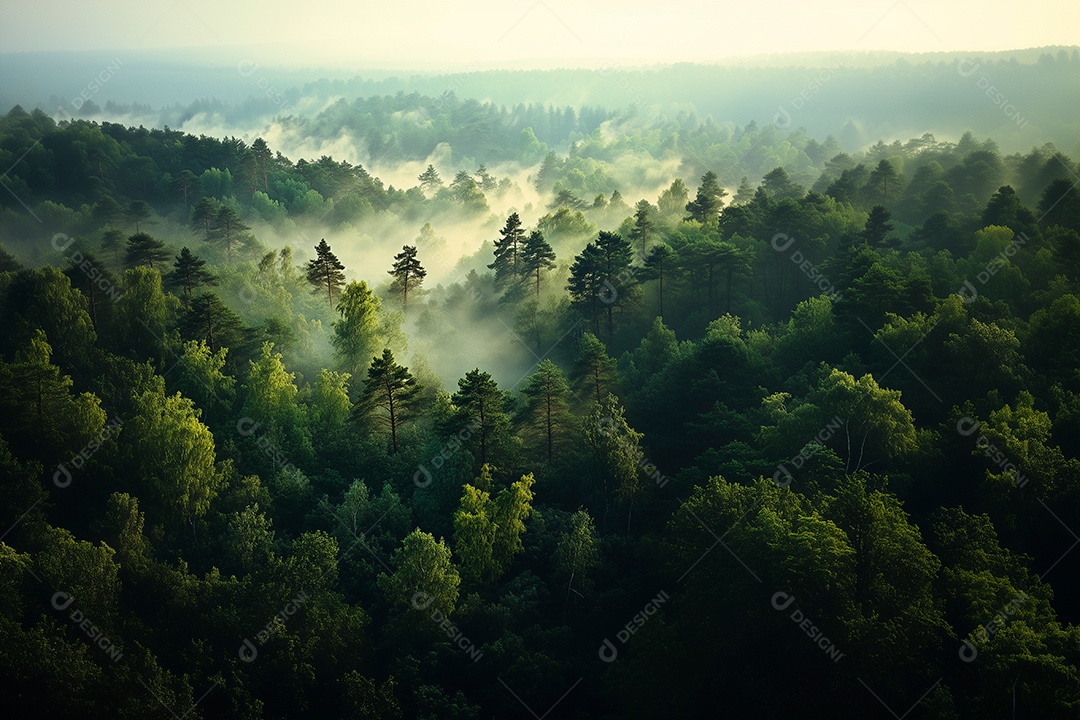 Foto da floresta majestosa com névoa