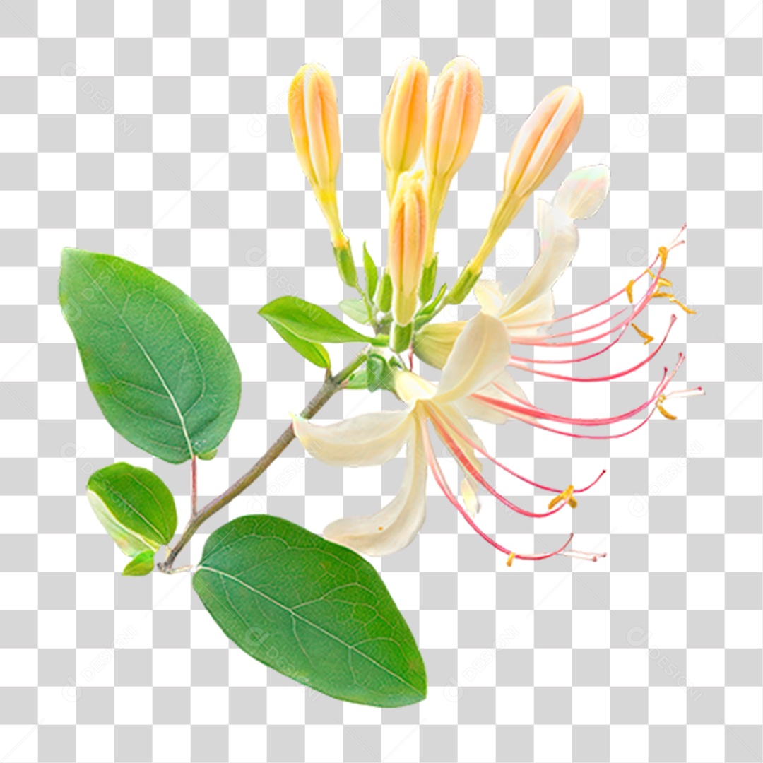 Flores PNG Transparente