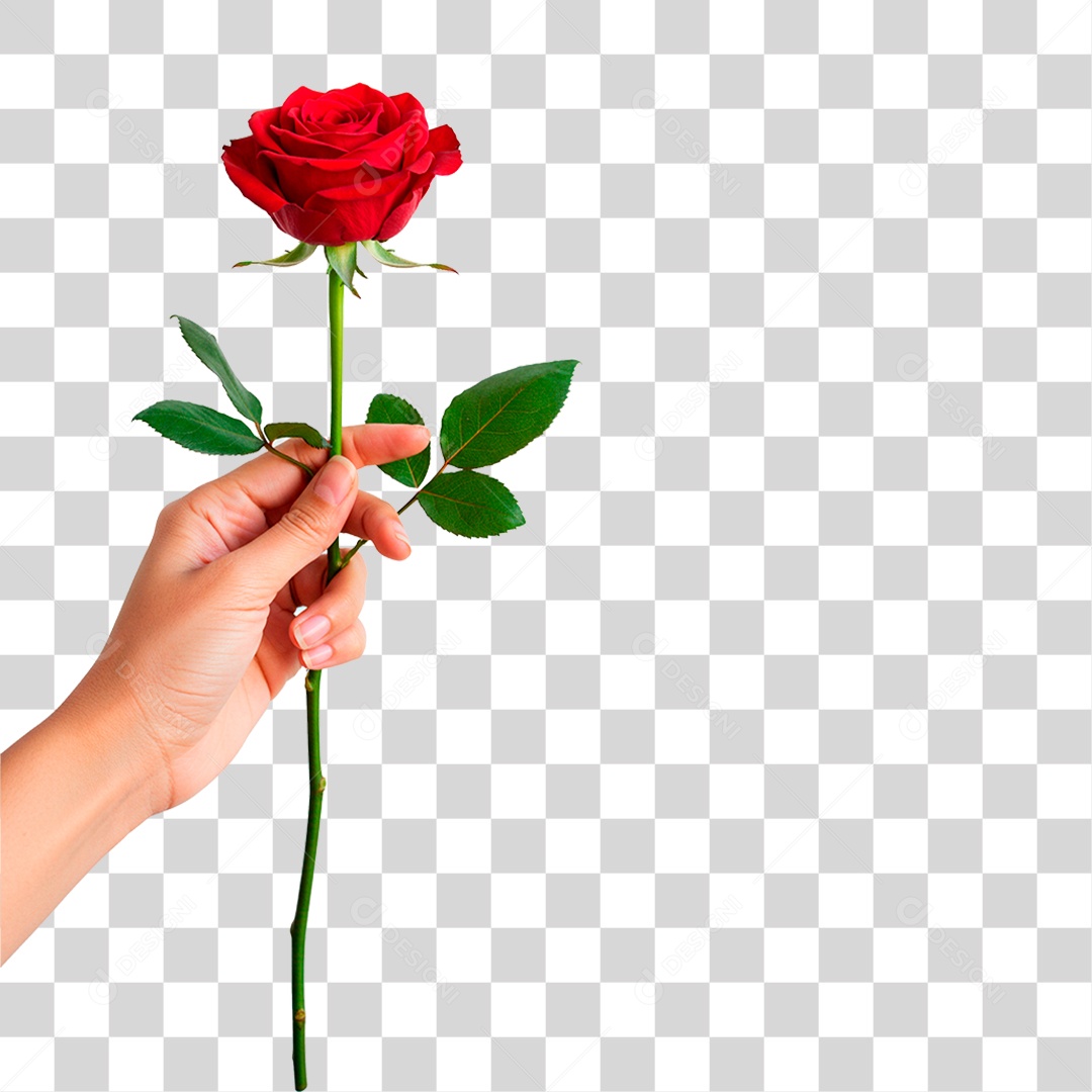 Mão Segurando Flor PNG Transparente