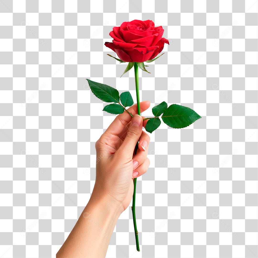 Mão Segurando Flor PNG Transparente