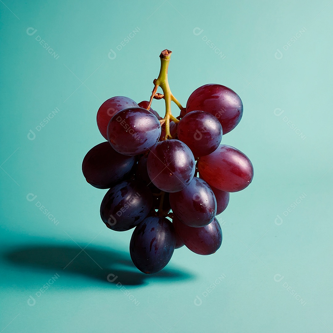 Cachos de uvas roxas linda na plantação