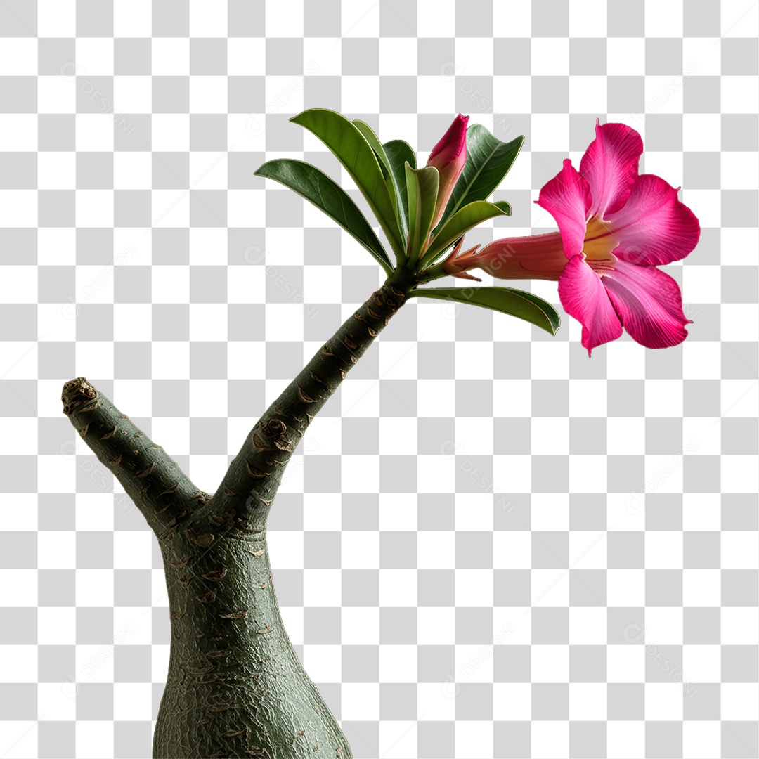 Plantas FLores PNG Transparente