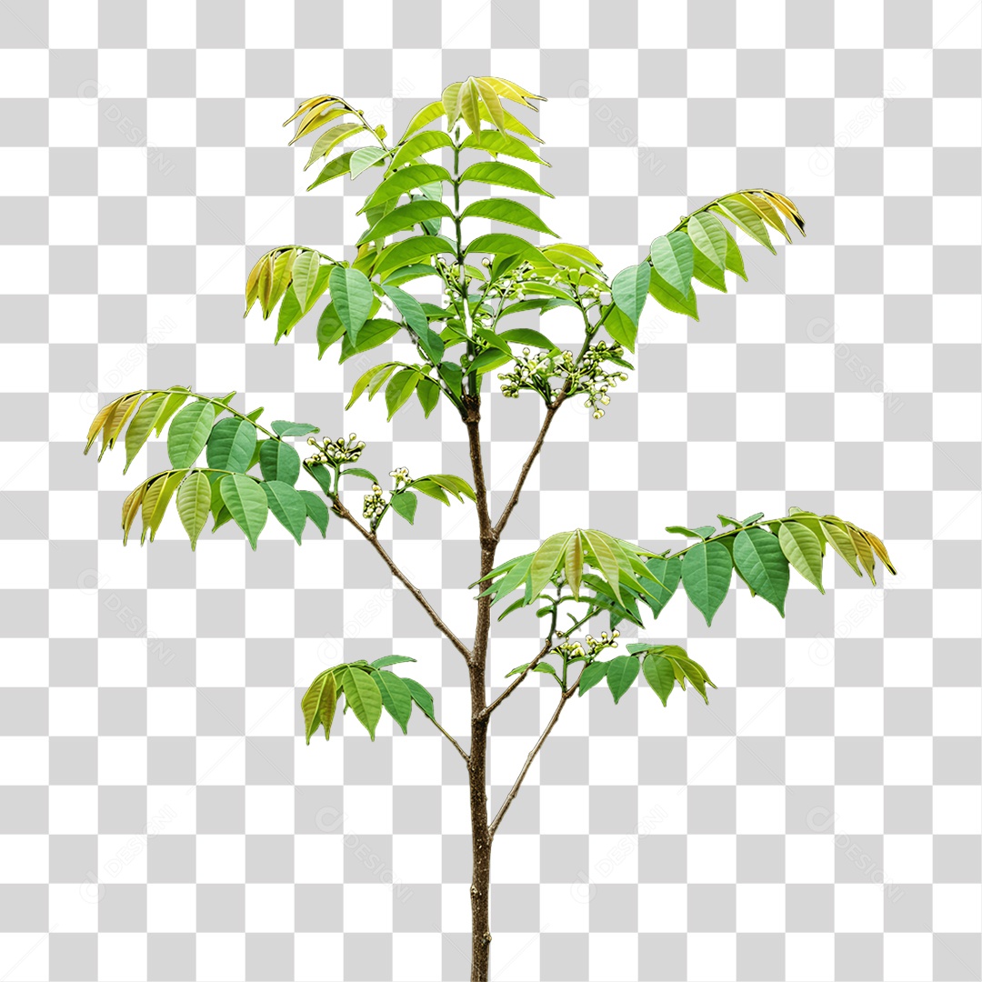 Plantas Folhas PNG Transparente