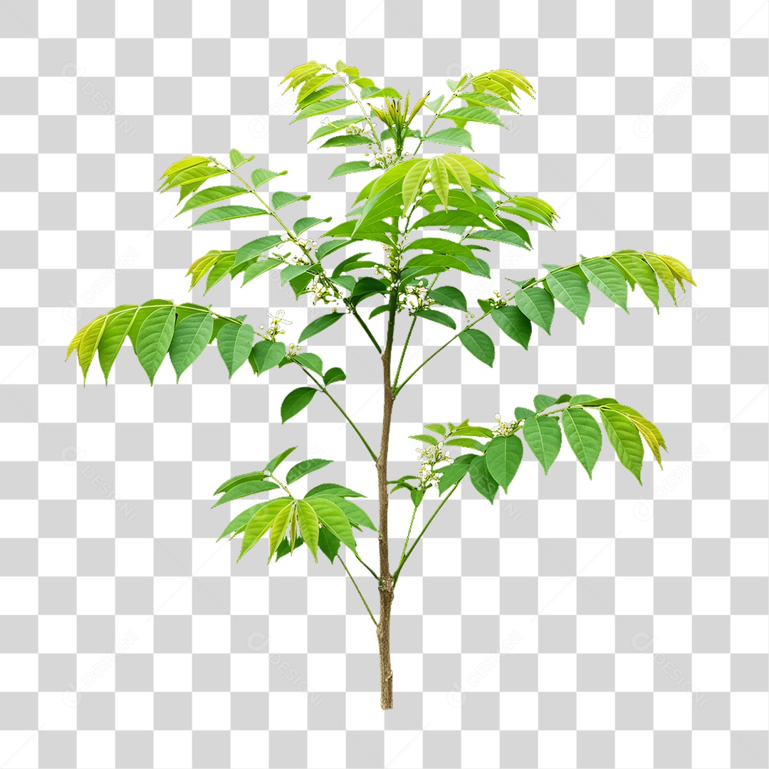 Plantas Folhas PNG Transparente