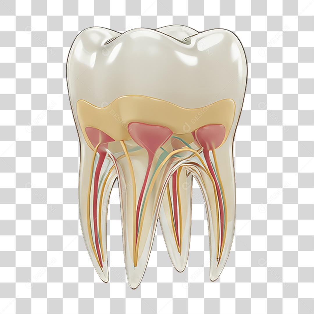 Dente PNG Transparente