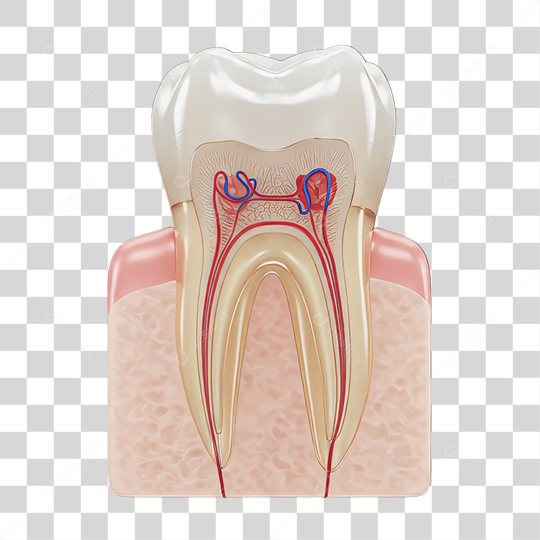 Elemento 3D Dente PNG Transparente