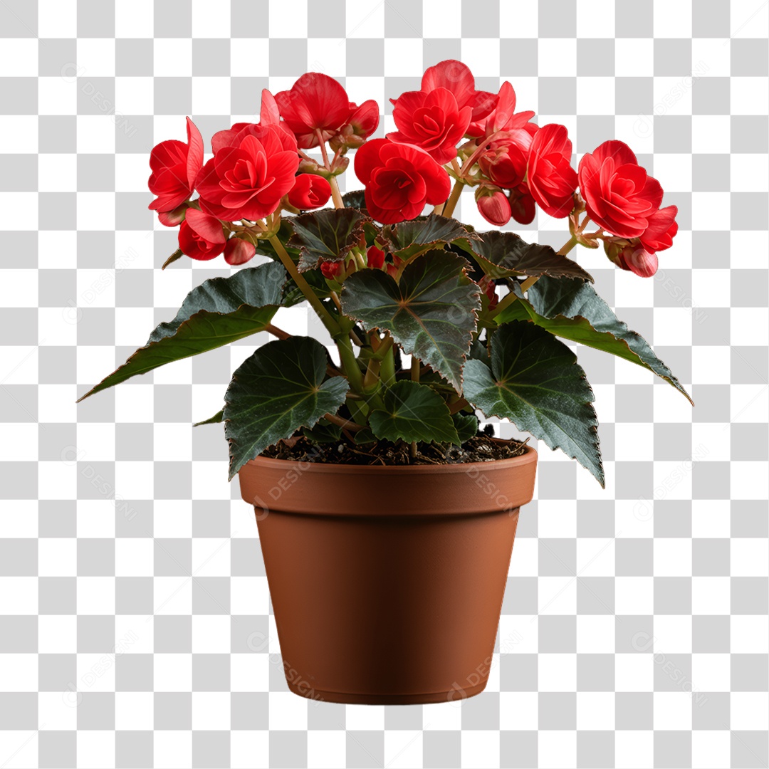 Plantas FLores PNG Transparente