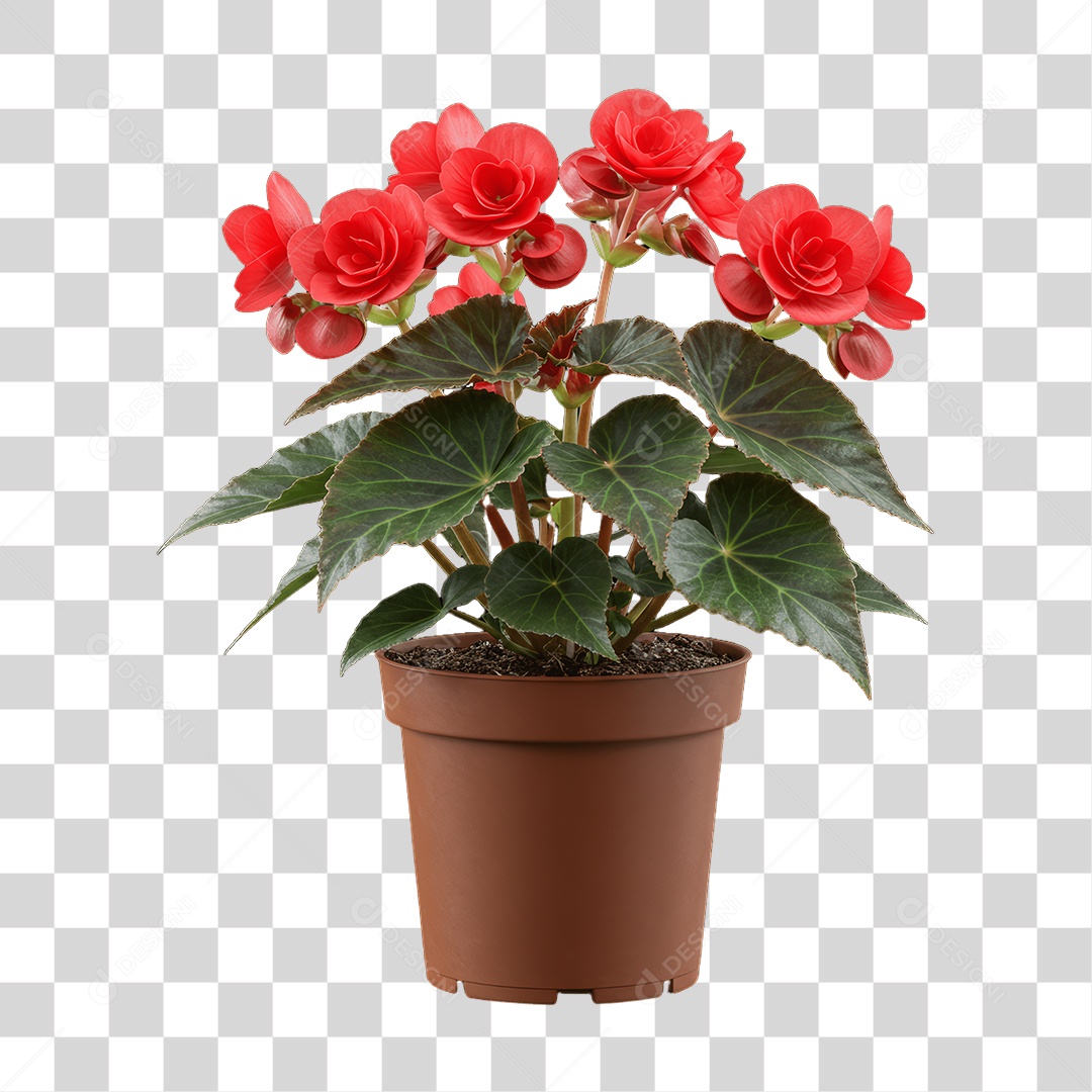 Plantas FLores PNG Transparente