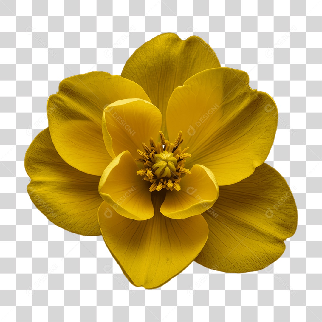 Plantas FLores PNG Transparente