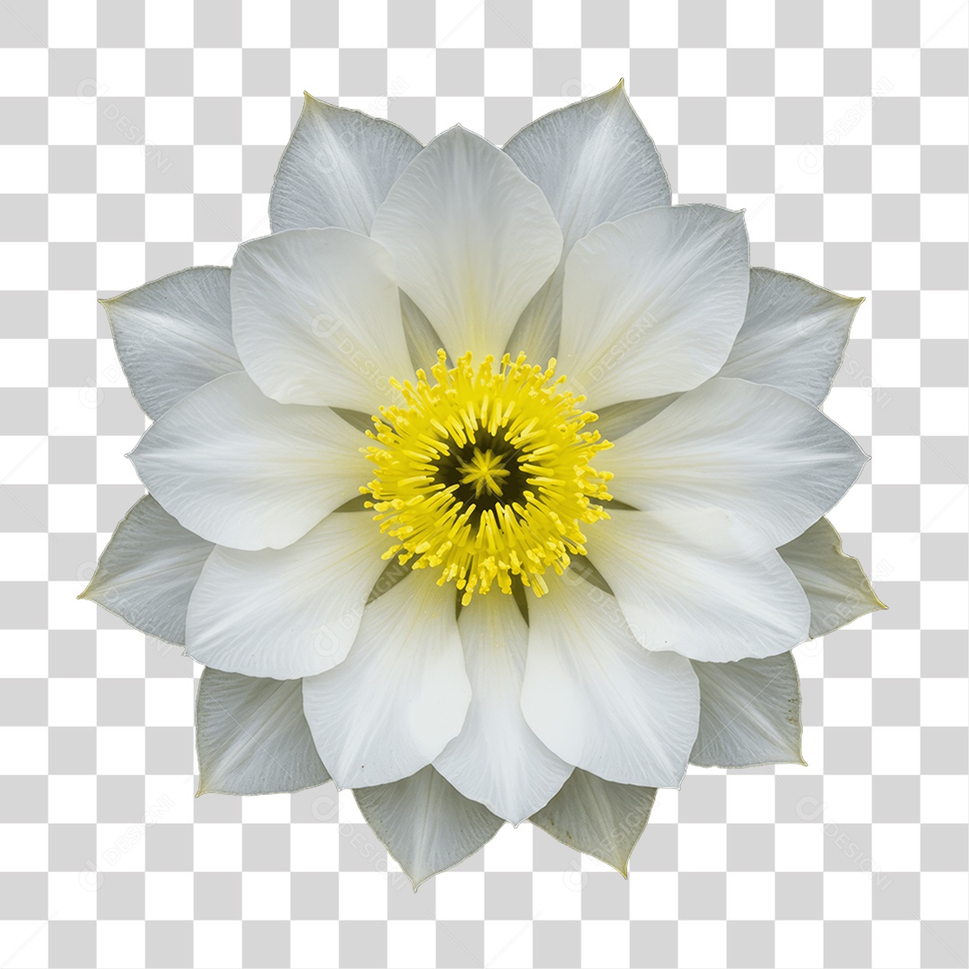 Plantas FLores PNG Transparente