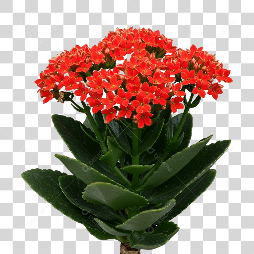 Plantas FLores PNG Transparente