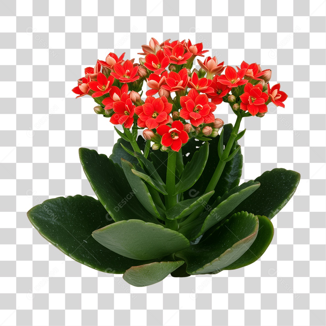 Plantas FLores PNG Transparente