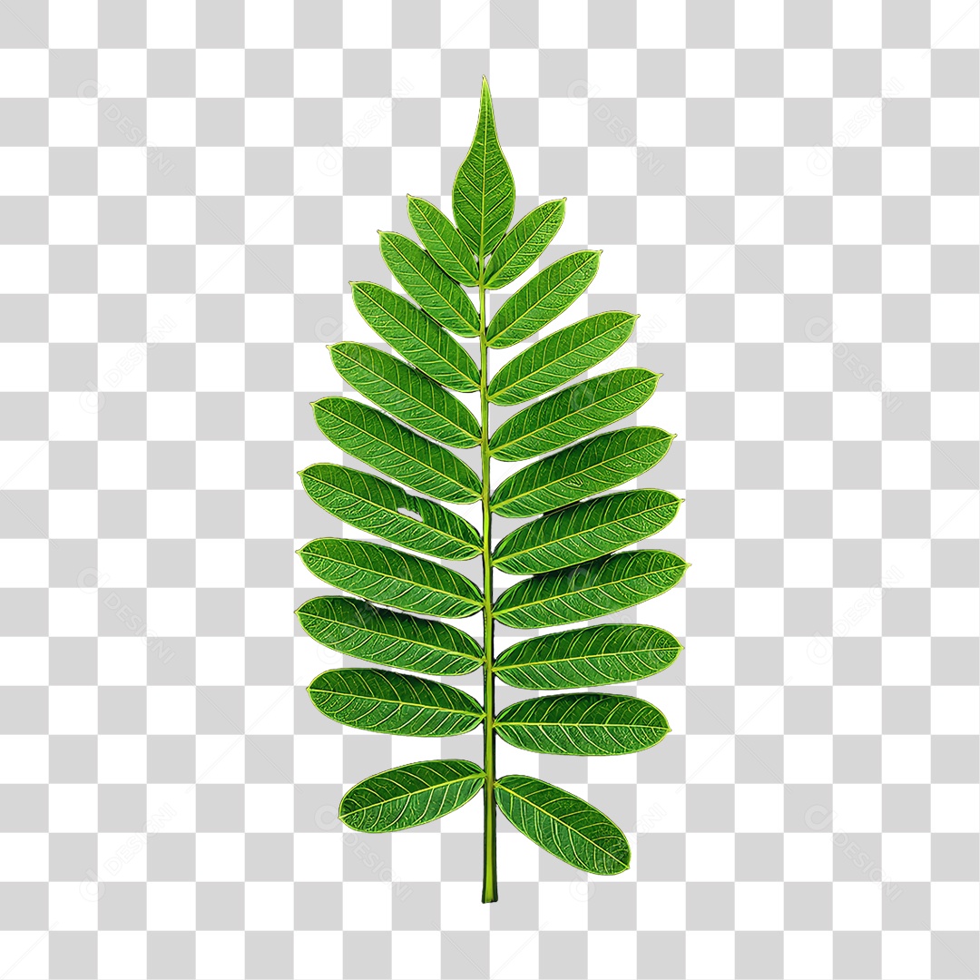 Plantas Folhas PNG Transparente