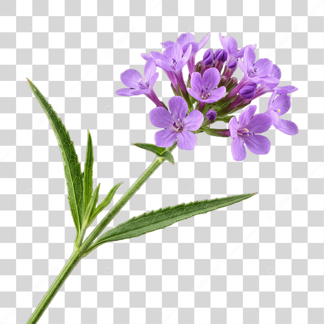 Plantas FLores PNG Transparente