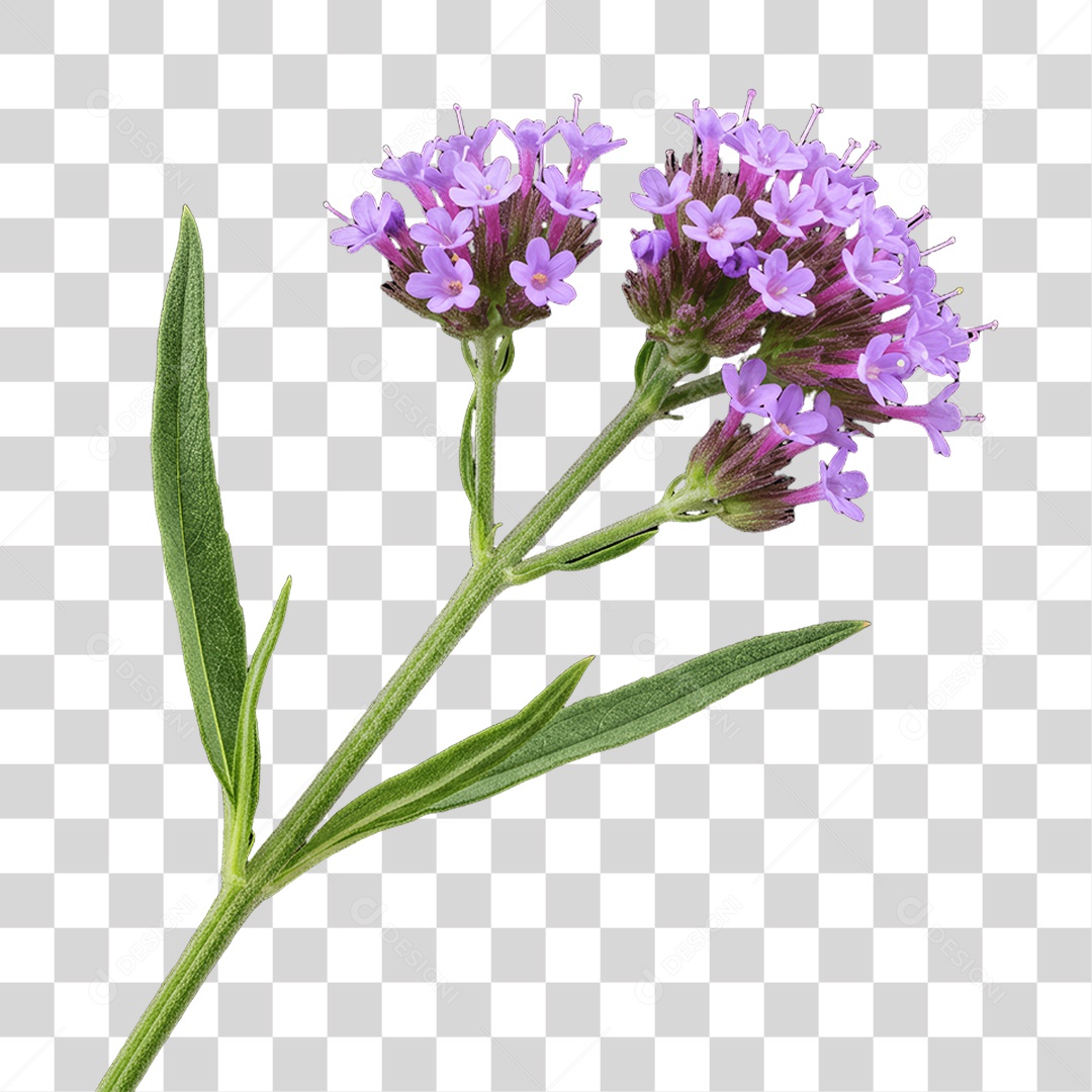 Plantas FLores PNG Transparente