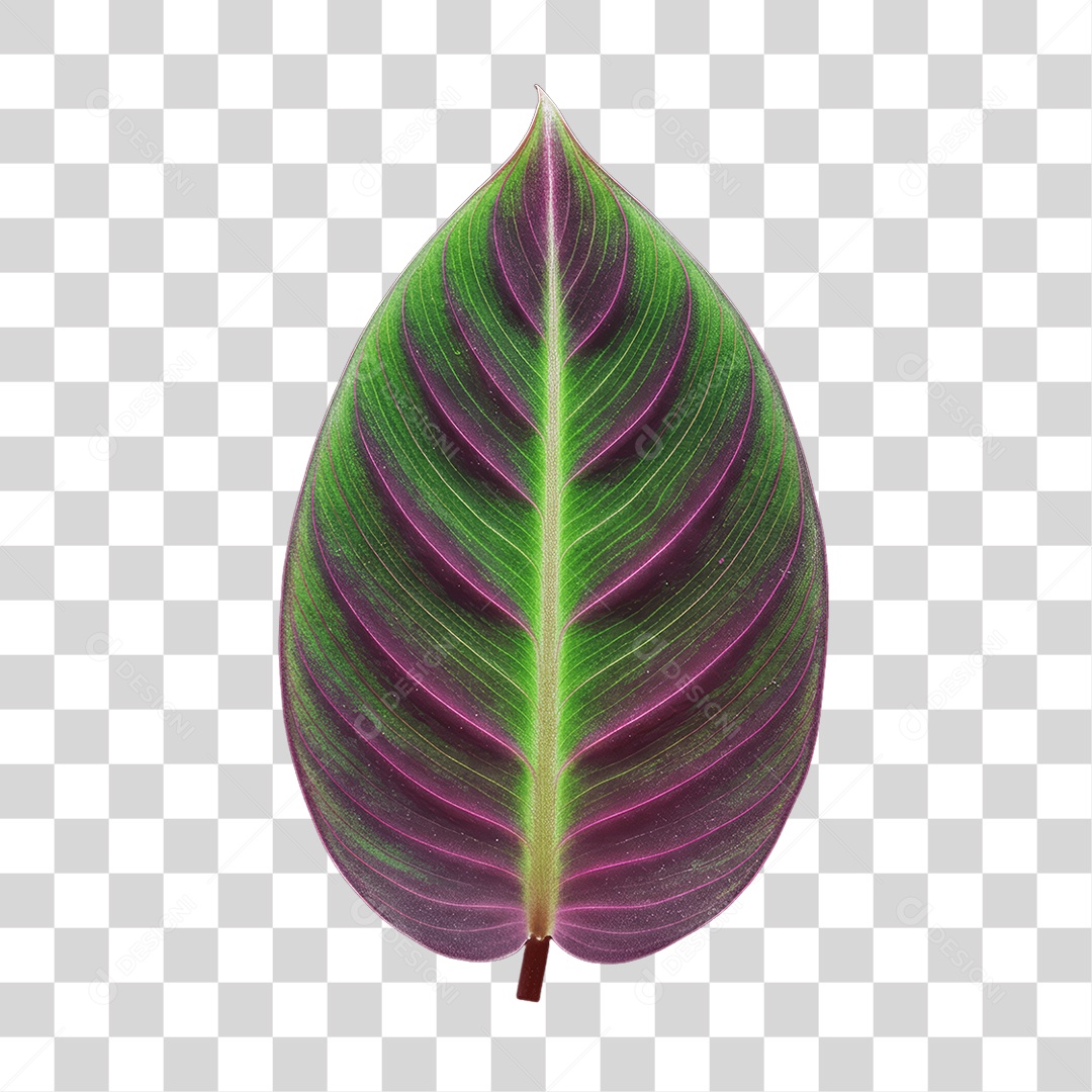 Plantas Folhas PNG Transparente