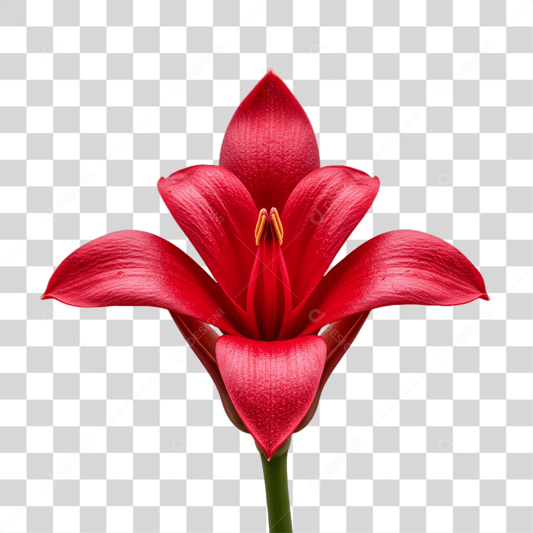 Plantas FLores PNG Transparente