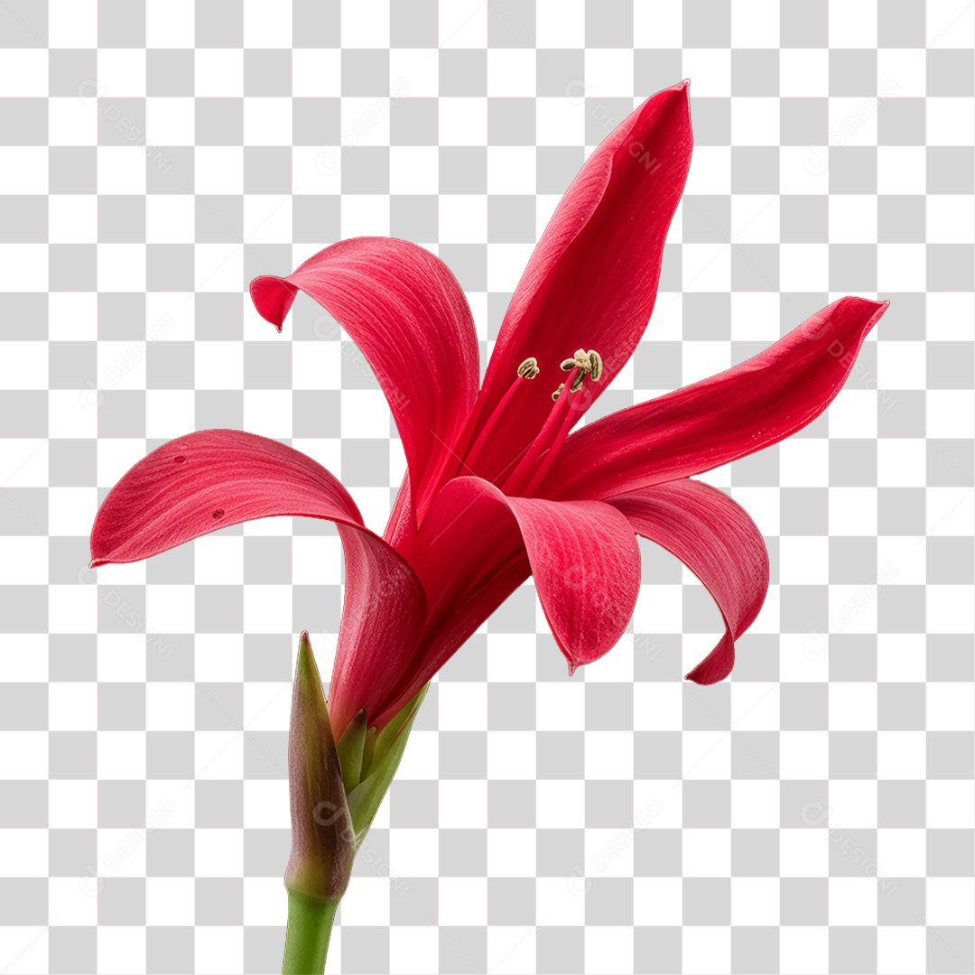 Plantas FLores PNG Transparente