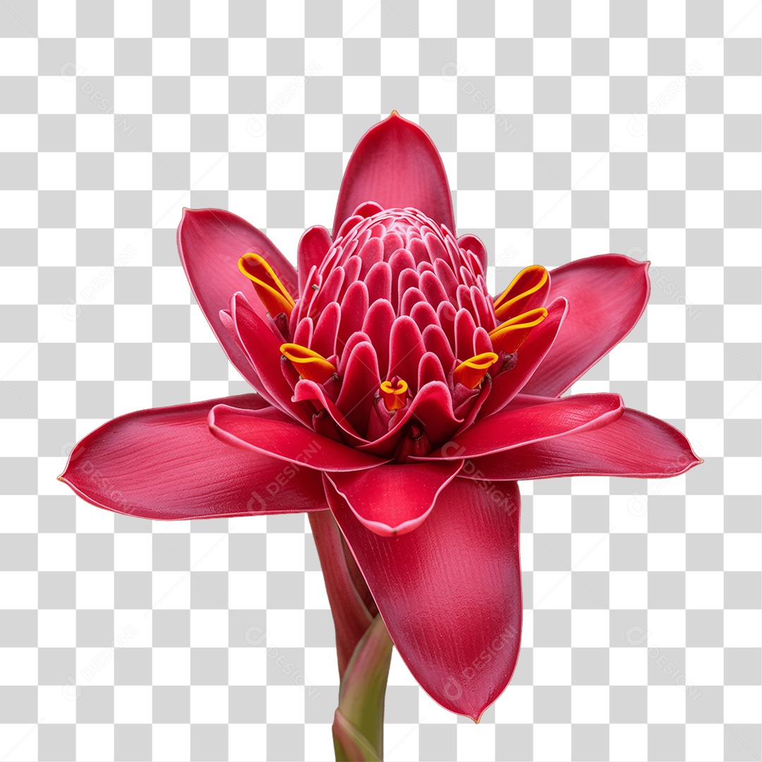 Plantas FLores PNG Transparente