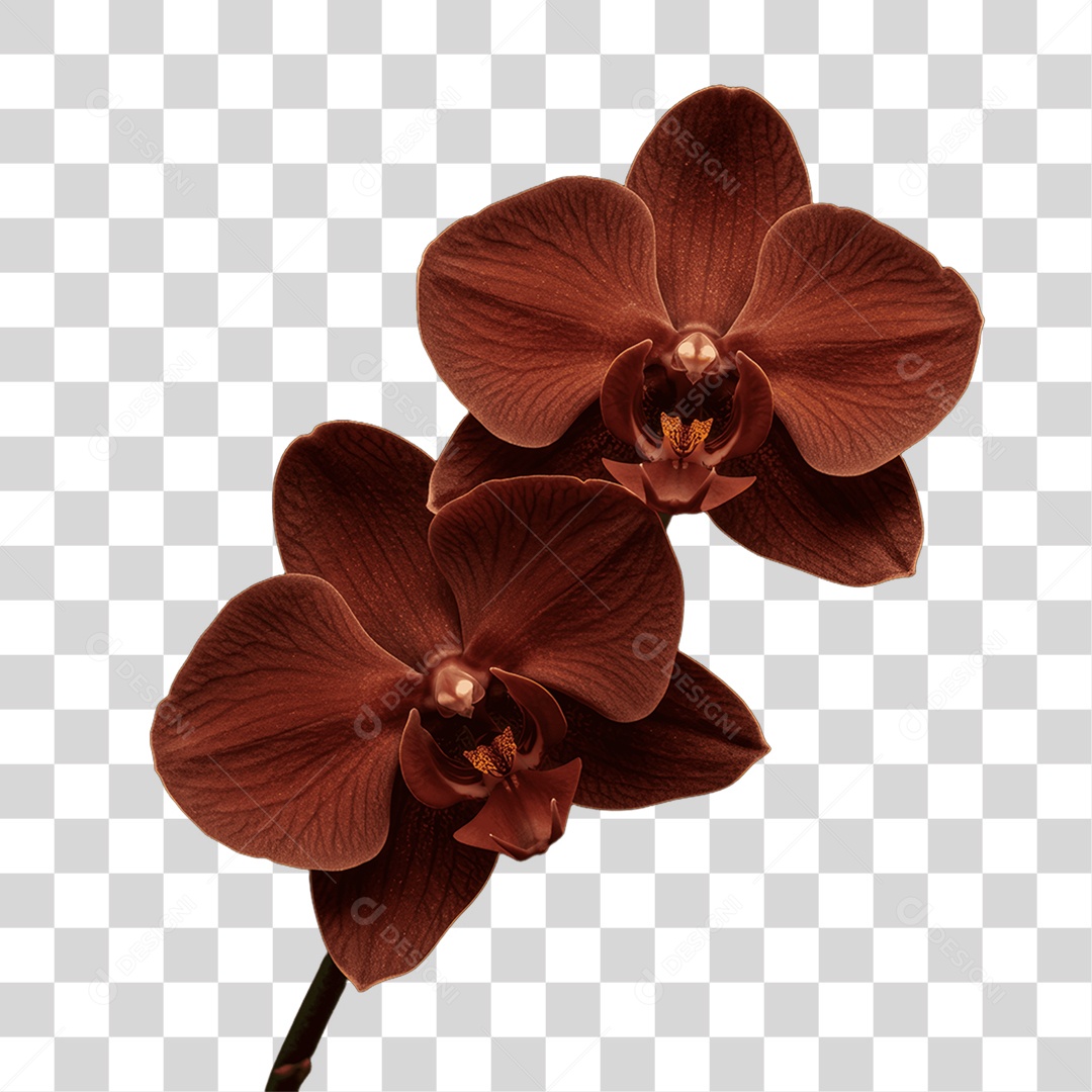 Plantas FLores PNG Transparente