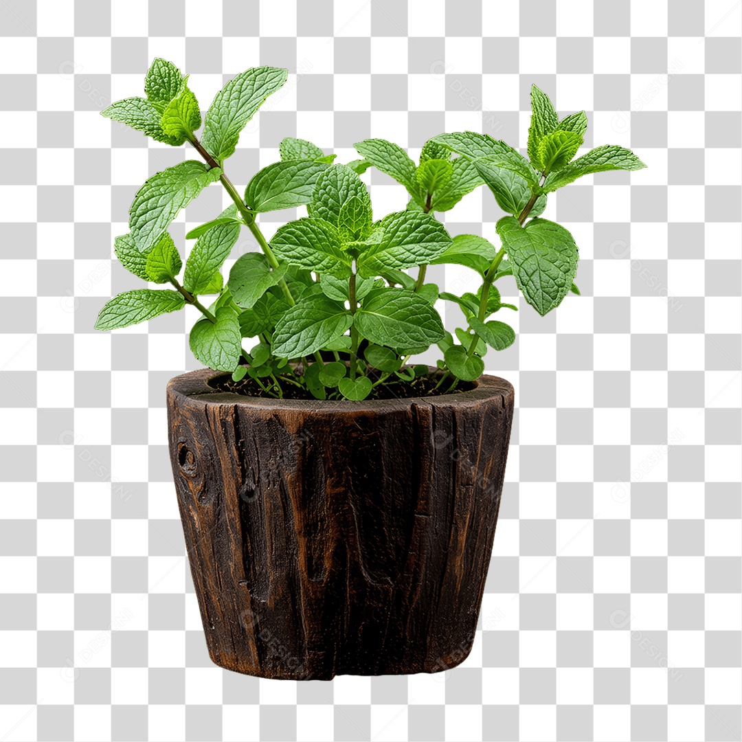 Plantas Folhas PNG Transparente