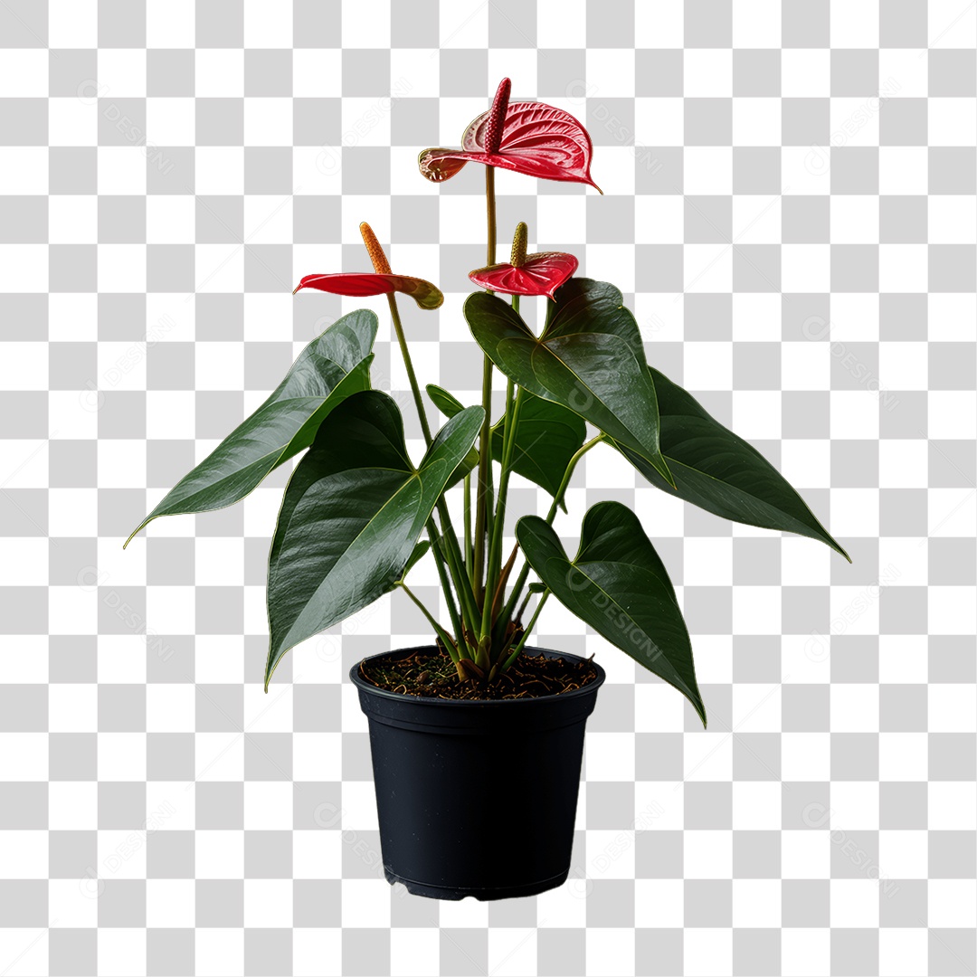 Plantas Folhas PNG Transparente