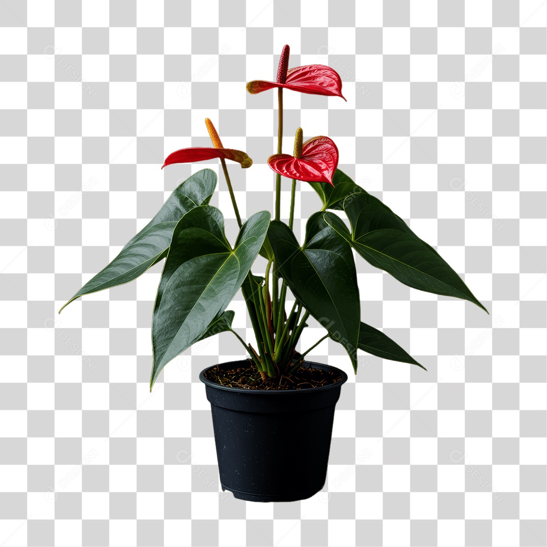 Plantas Folhas PNG Transparente