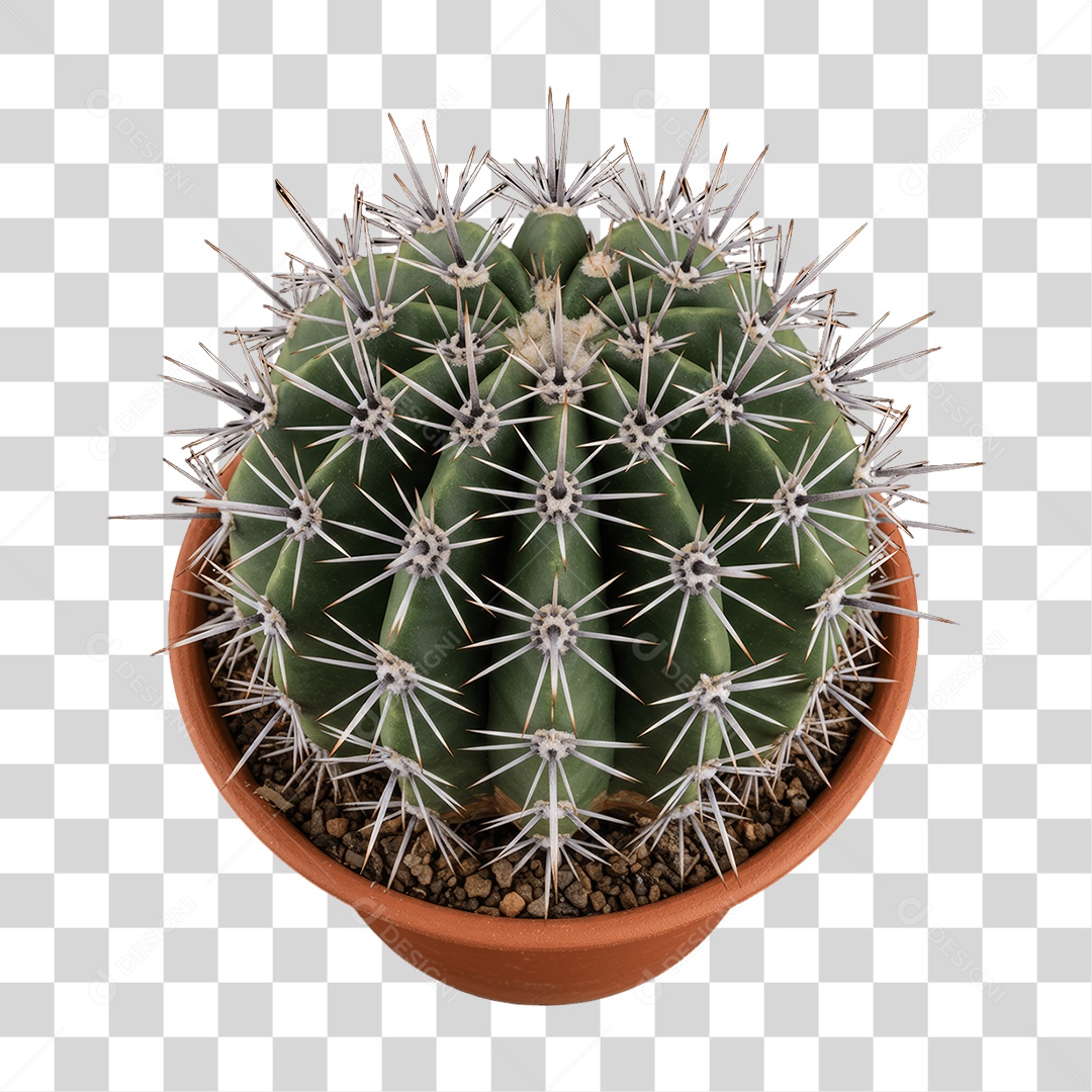 Plantas Folhas PNG Transparente