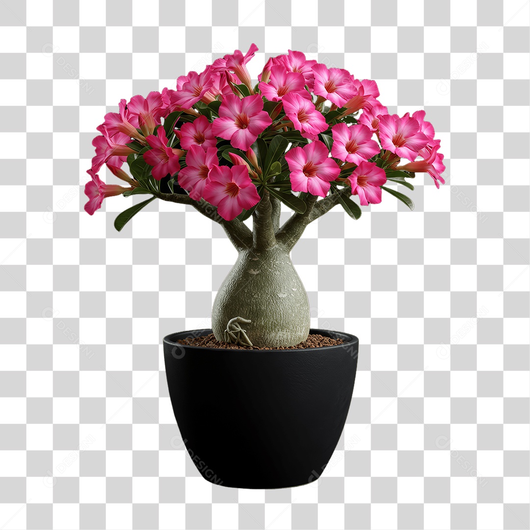 Plantas FLores PNG Transparente