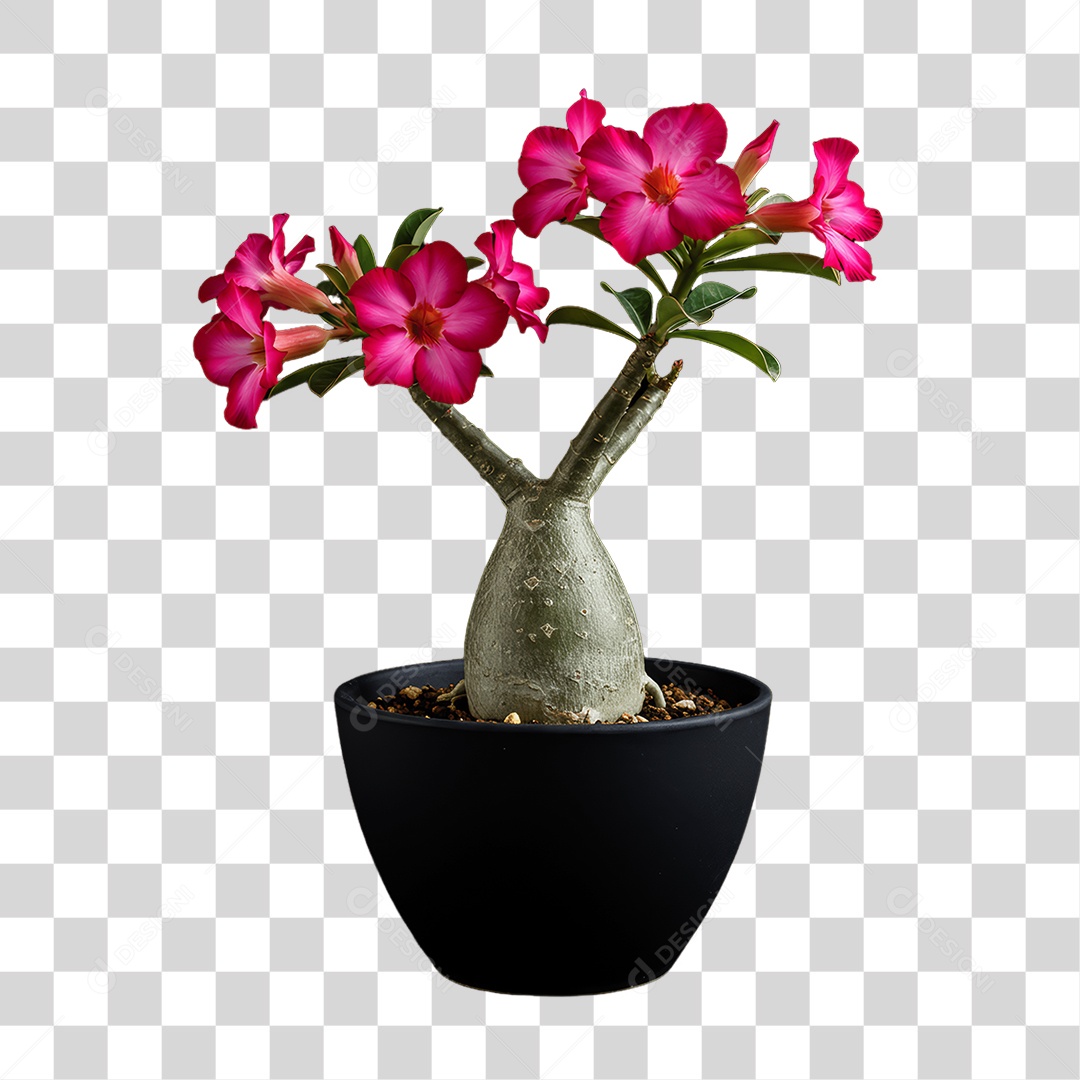 Plantas FLores PNG Transparente